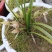 野生兰花