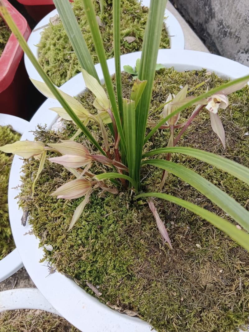野生兰花