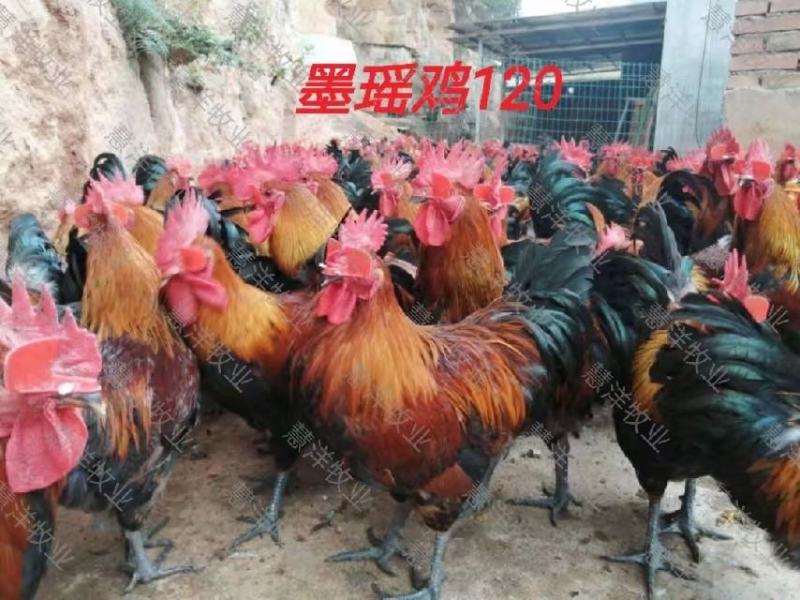黑瑶鸡苗质量可靠包打岀壳疫苗包运输存活20只起发货