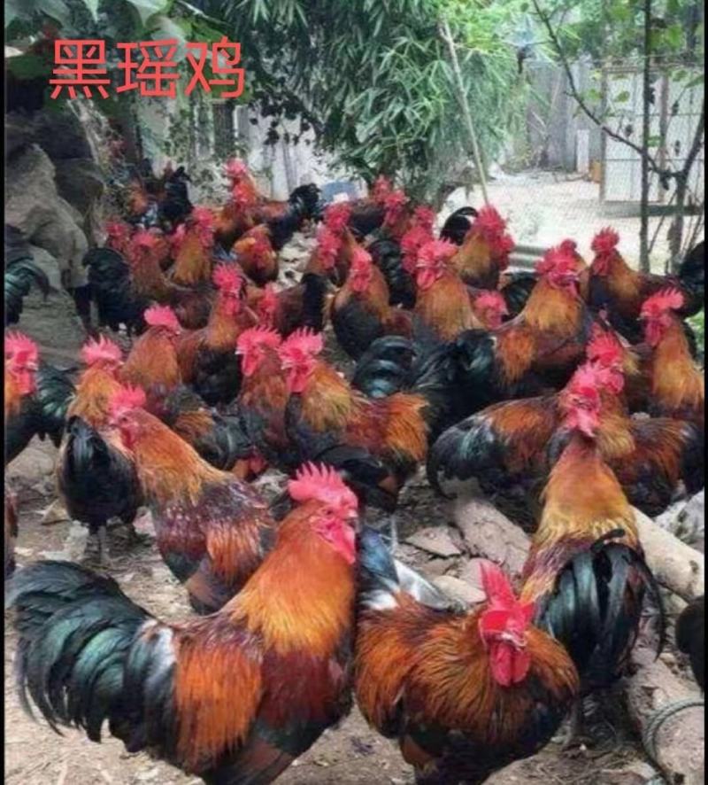 黑瑶鸡苗质量可靠包打岀壳疫苗包运输存活20只起发货