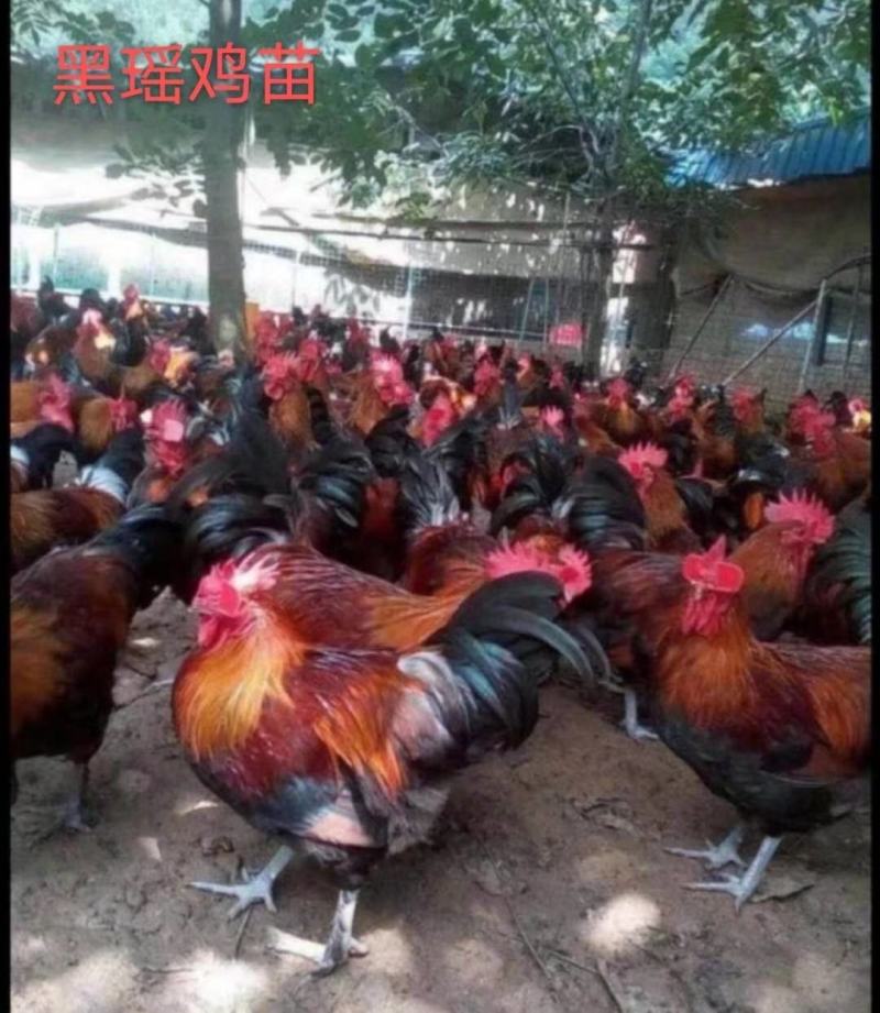 黑瑶鸡苗质量可靠包打岀壳疫苗包运输存活20只起发货
