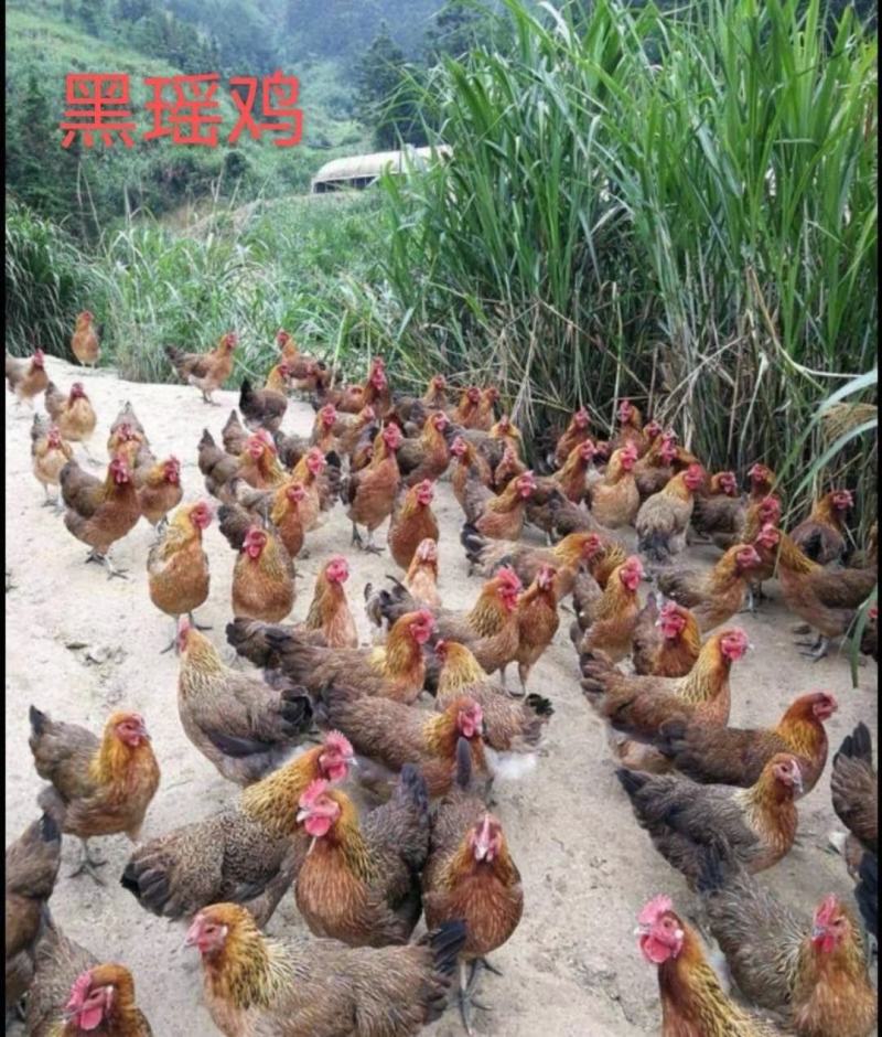 黑瑶鸡苗质量可靠包打岀壳疫苗包运输存活20只起发货