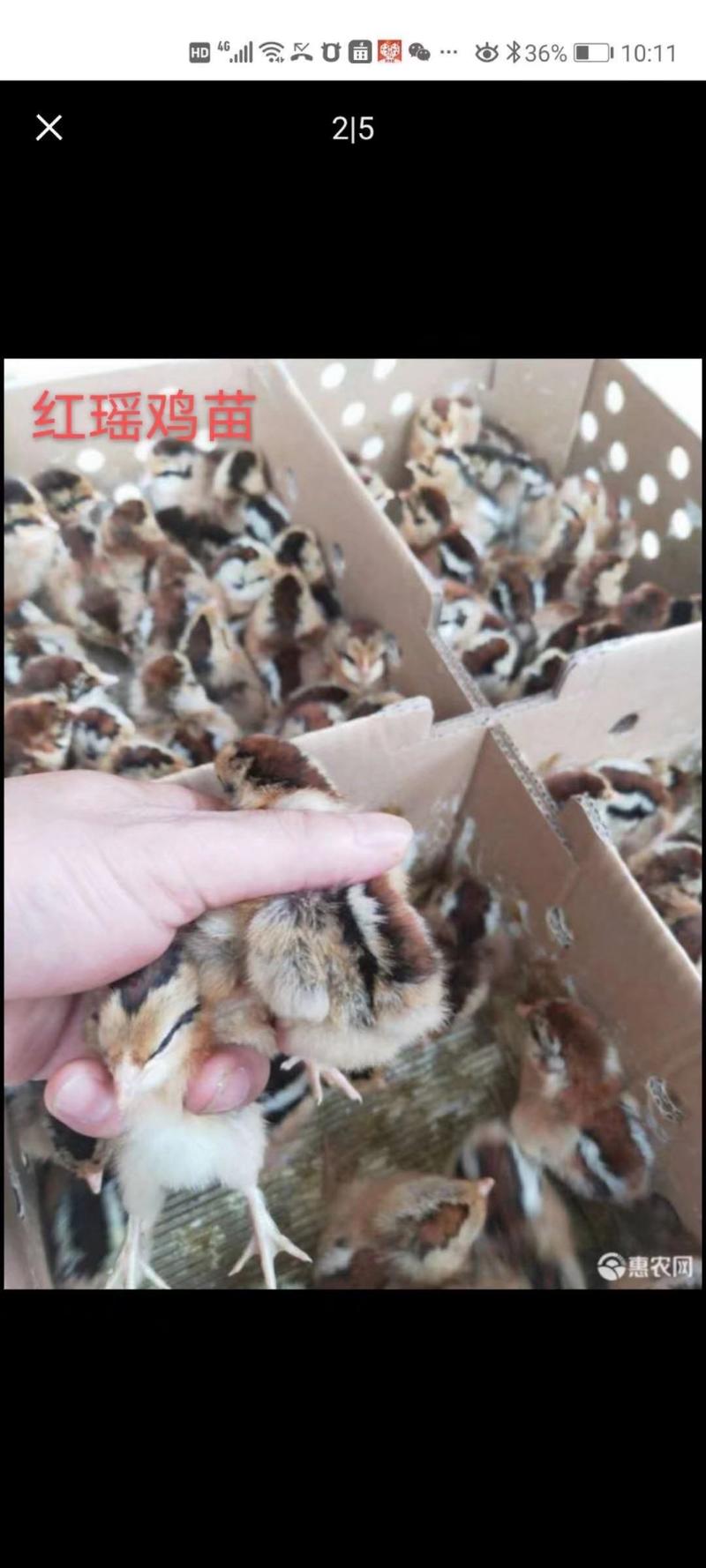 红瑶土鸡苗质量保证包打岀壳疫苗包运输存活