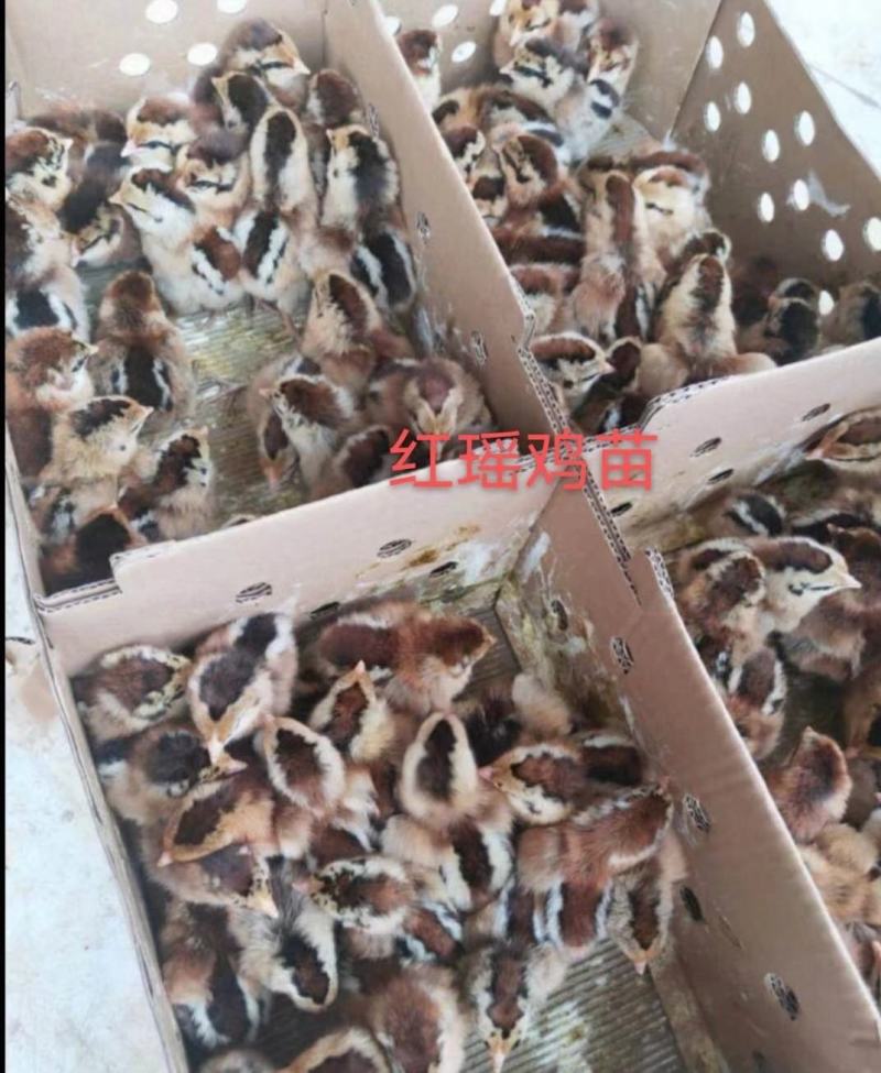 红瑶土鸡苗质量保证包打岀壳疫苗包运输存活