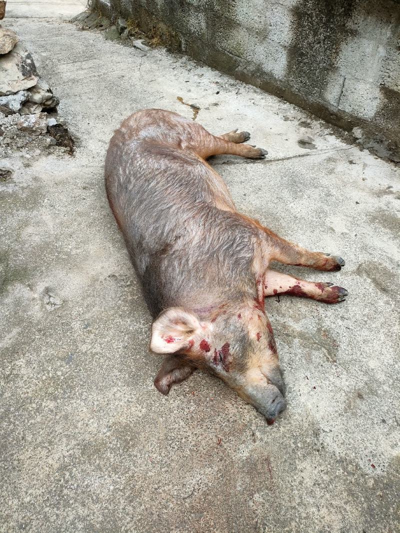 云南老品种放山无饲料猪火腿