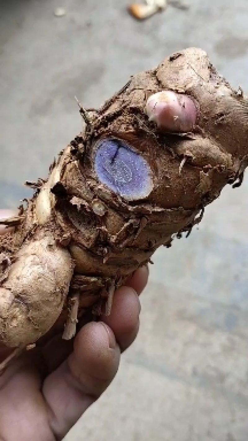 蓝心姜，高含量莪术干片产地直销，2斤起包邮免运费。