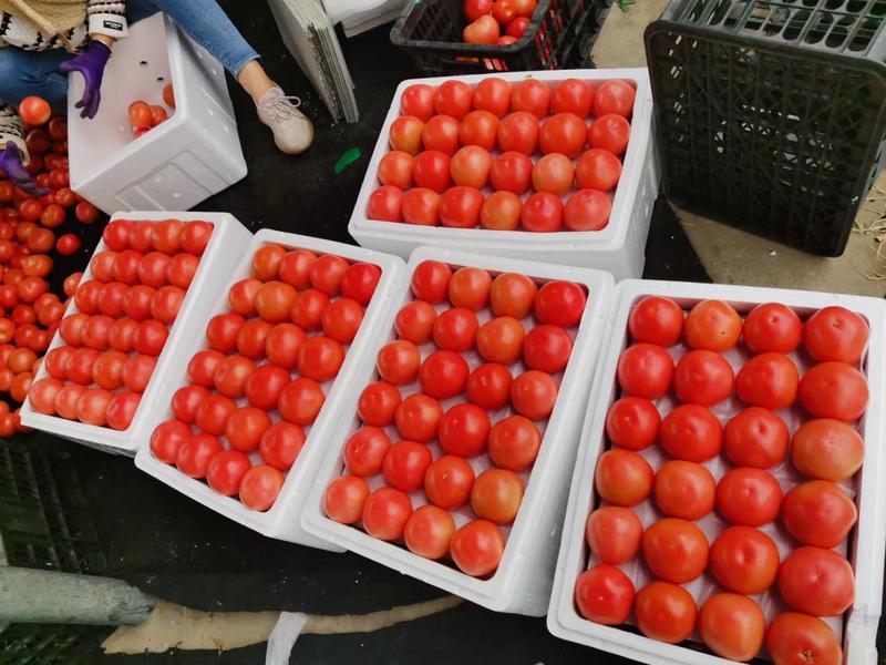 【精品硬粉西红柿】四川米易硬粉番茄一手货源产地直发