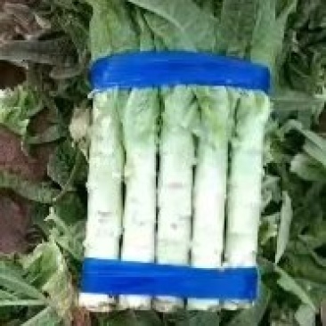 莴笋宿州莴笋尖叶莴笋产地直发一手货源量大