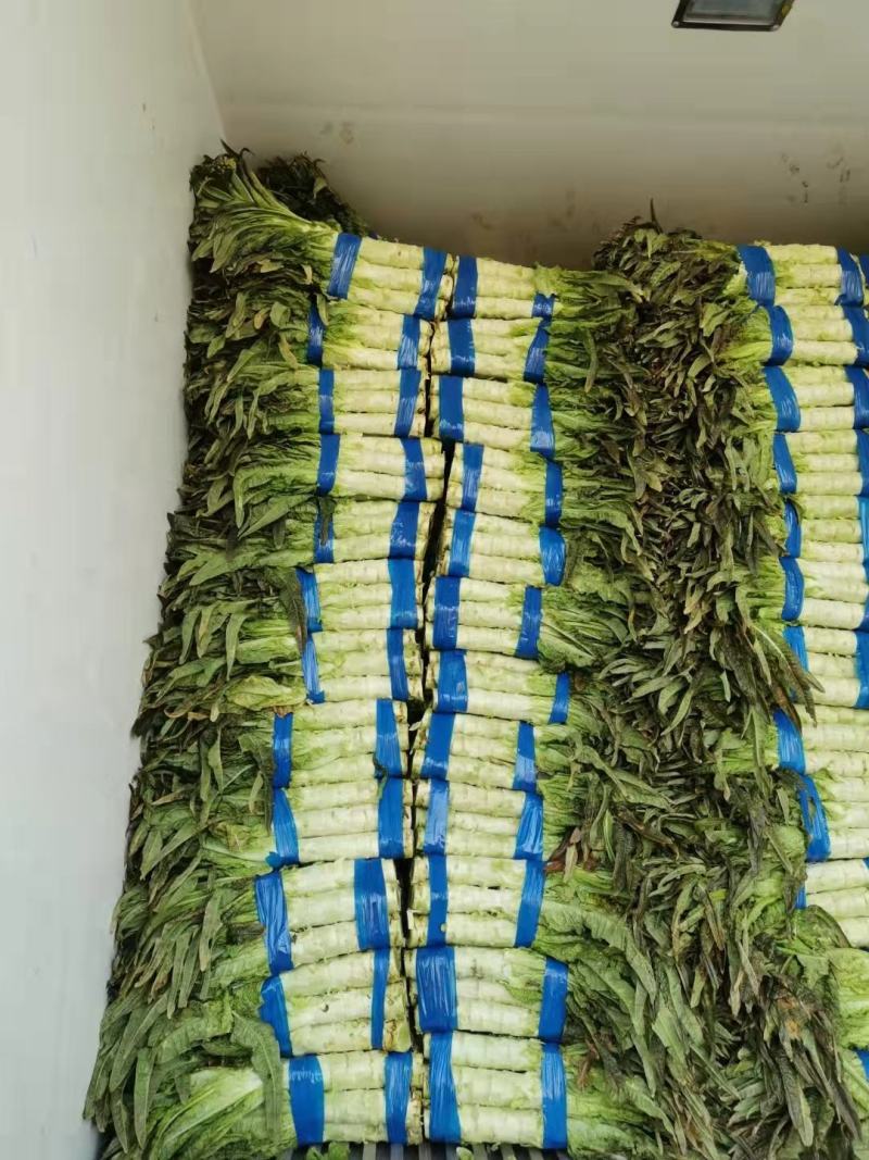 莴笋宿州莴笋尖叶莴笋产地直发一手货源量大