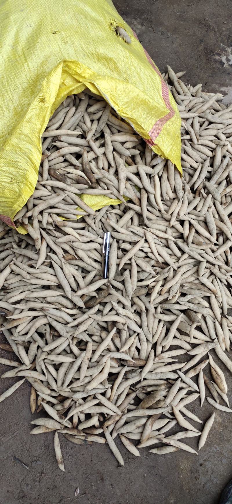 天门冬鲜薯正品生天冬地下块茎原产地种植户自销包邮免运费