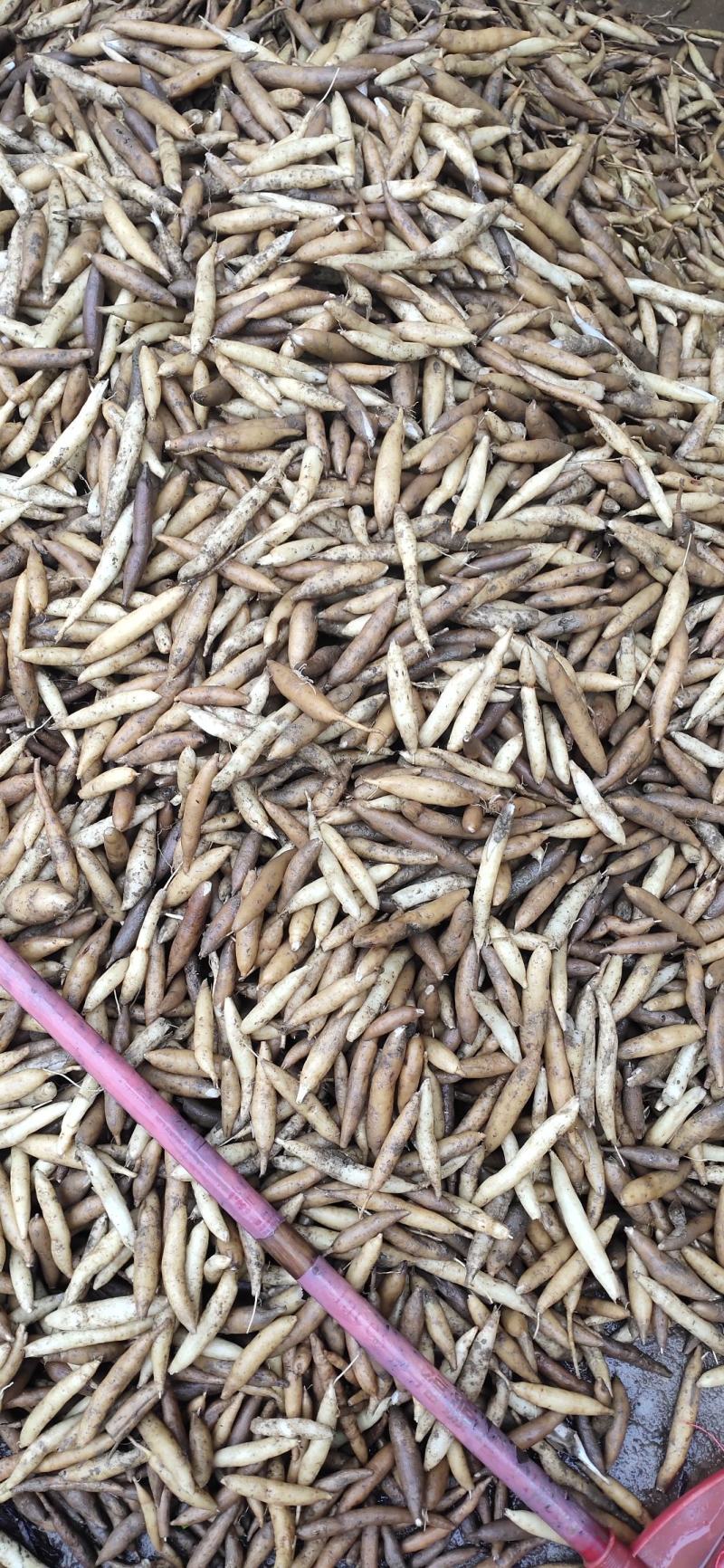 天门冬鲜薯正品生天冬地下块茎原产地种植户自销包邮免运费