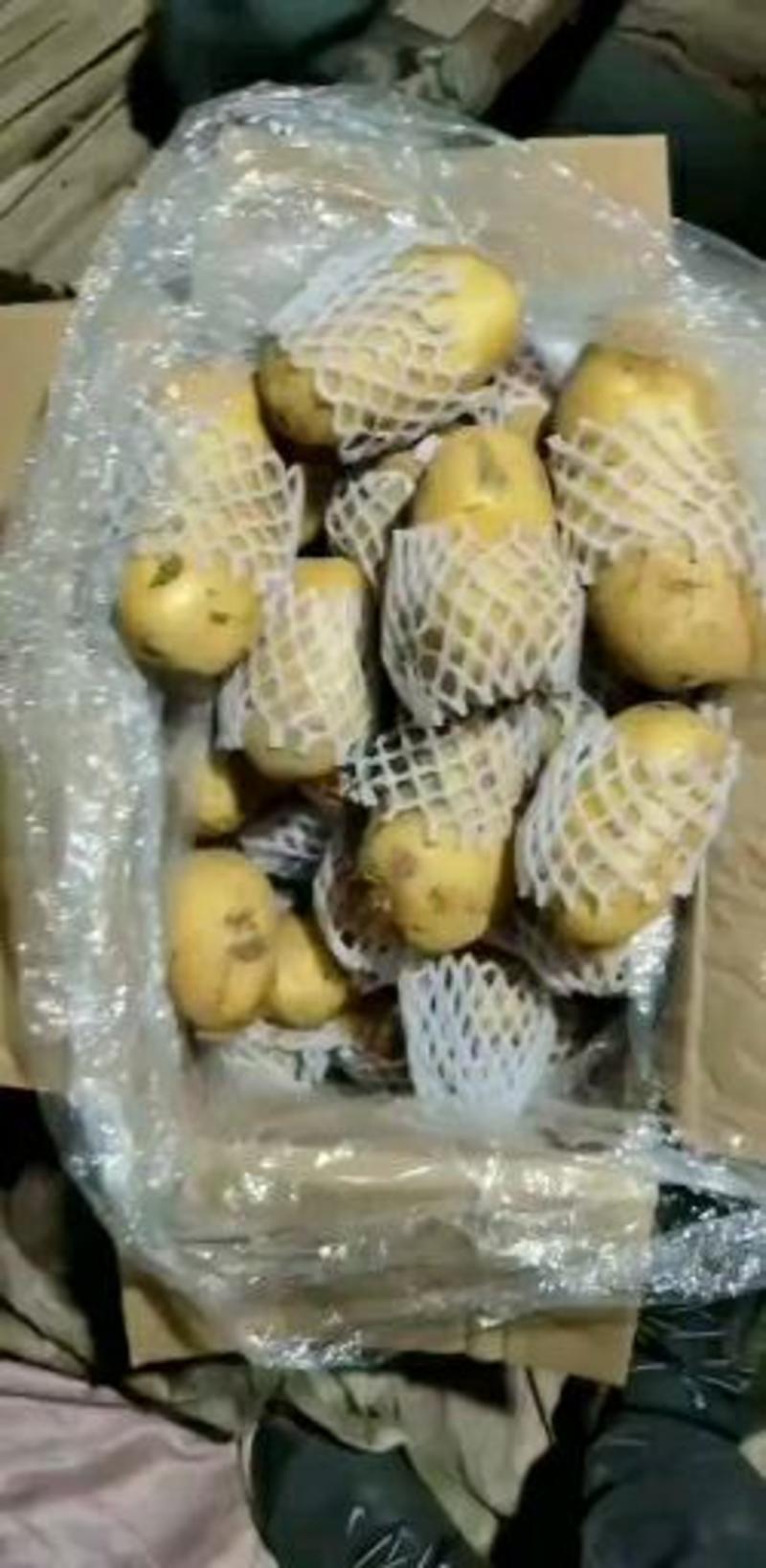 土豆荷兰十五，二三四两，箱装，袋装质量保证大量供应