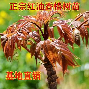 红油香椿苗树正宗香椿树苗产量高四季食用椿树苗盆栽地栽香椿