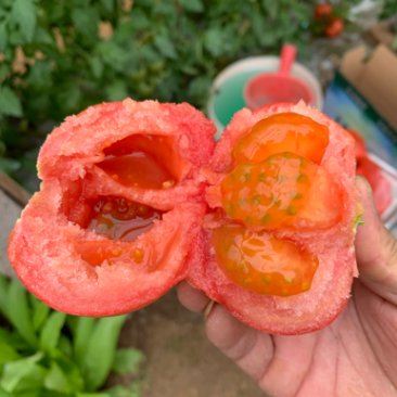 普罗旺斯西红柿诚信经营酸甜多汁欢迎采购