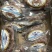面包蟹10kg/件饱满度非常好，个个带膏。