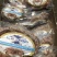 面包蟹10kg/件饱满度非常好，个个带膏。