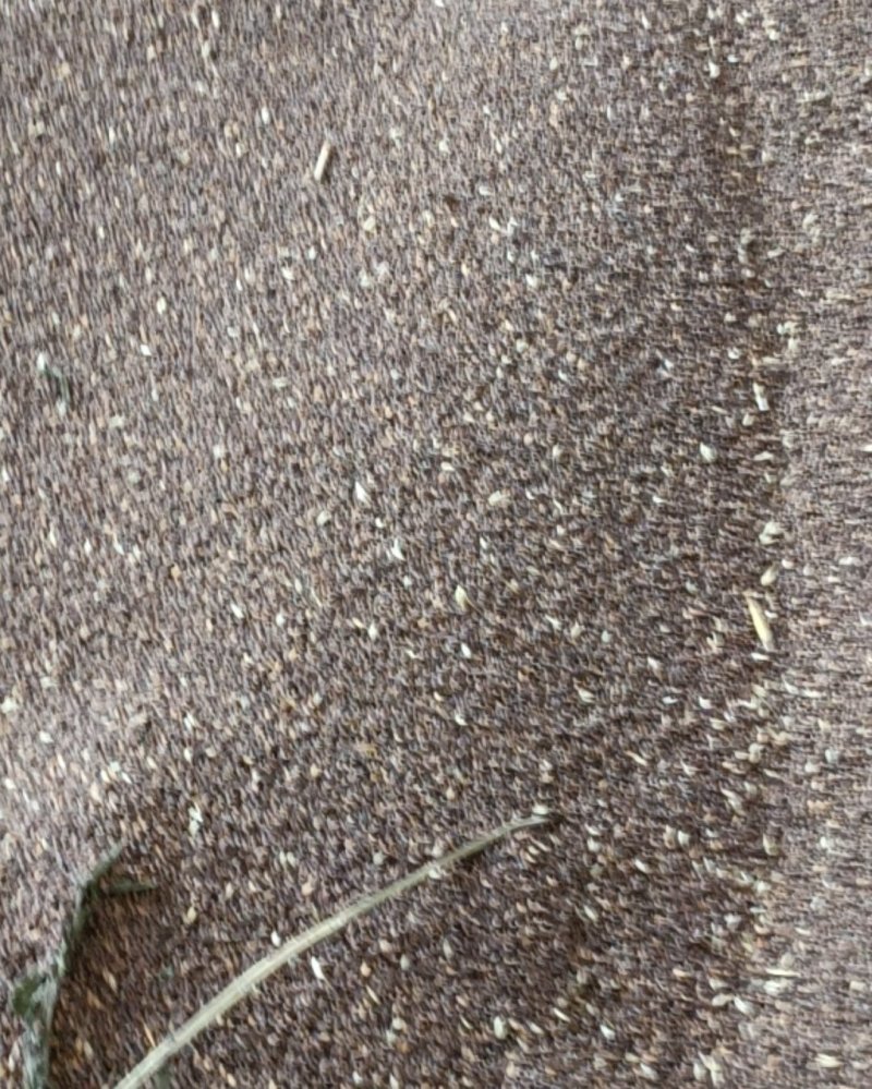 黑小麦5吨，用薄荷代替熏麦药储藏更健康