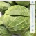 四川蔬菜基地成都甘蓝精品圆包菜走车铁头装袋都可以安排