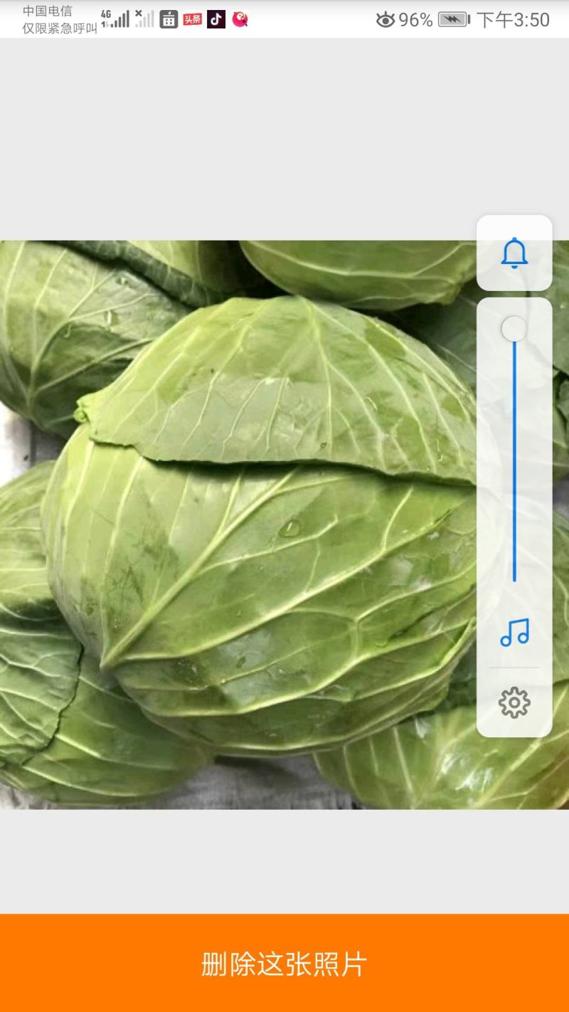 四川蔬菜基地成都甘蓝精品圆包菜走车铁头装袋都可以安排