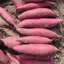 西瓜红蜜薯山东红薯红心番薯板栗薯沙地种植软糯香甜地瓜包邮