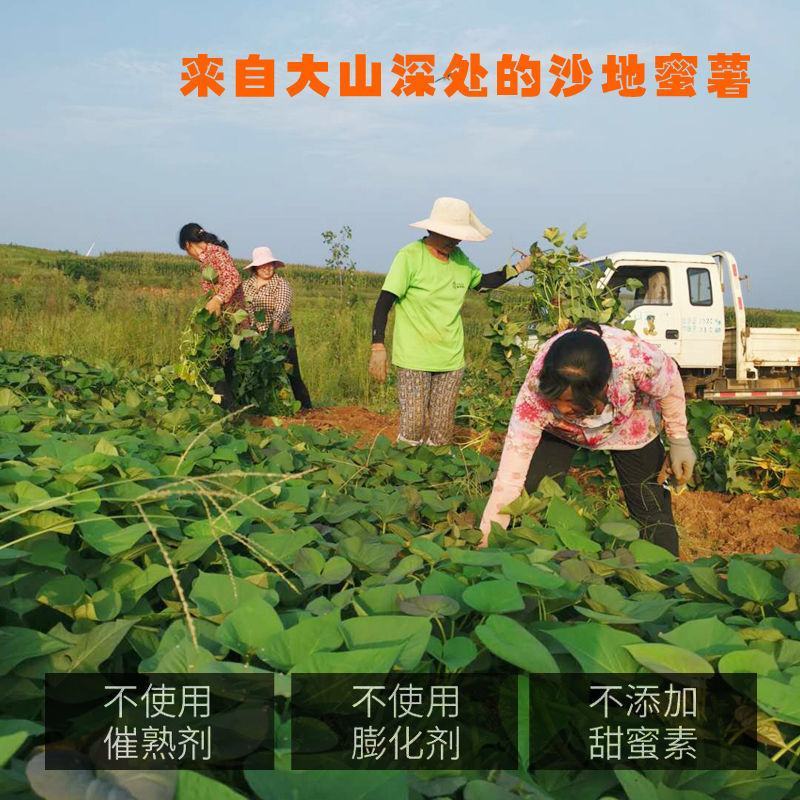 【真蜜薯】正宗山东烟薯25新鲜农家红薯烤地瓜糖心红心沙地
