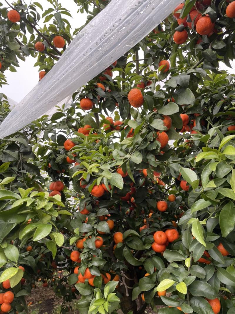 广西精品沙糖橘大量上市产地直发品质保证全国发货
