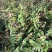 霍山铁皮石斛苗，石斛苗霍山米斛苗量大从优