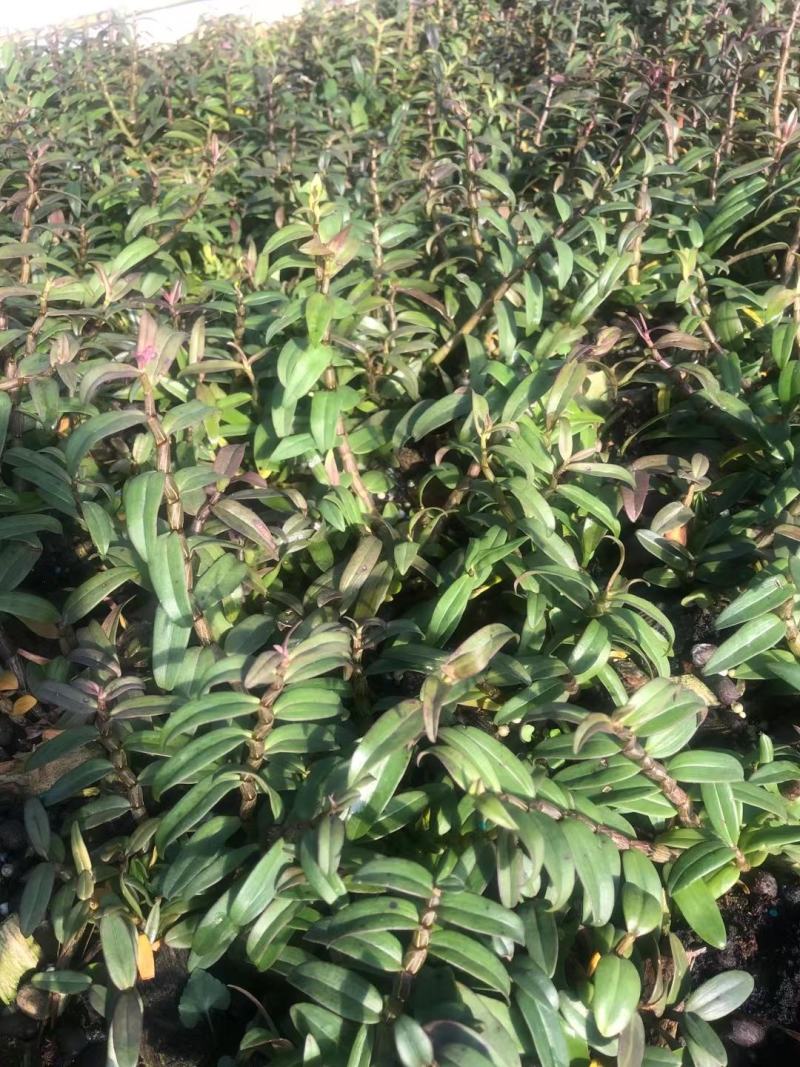 霍山铁皮石斛苗，石斛苗霍山米斛苗量大从优