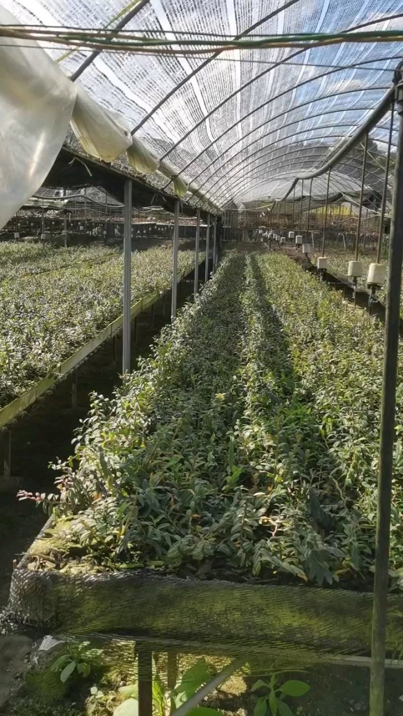 霍山铁皮石斛苗，石斛苗霍山米斛苗量大从优