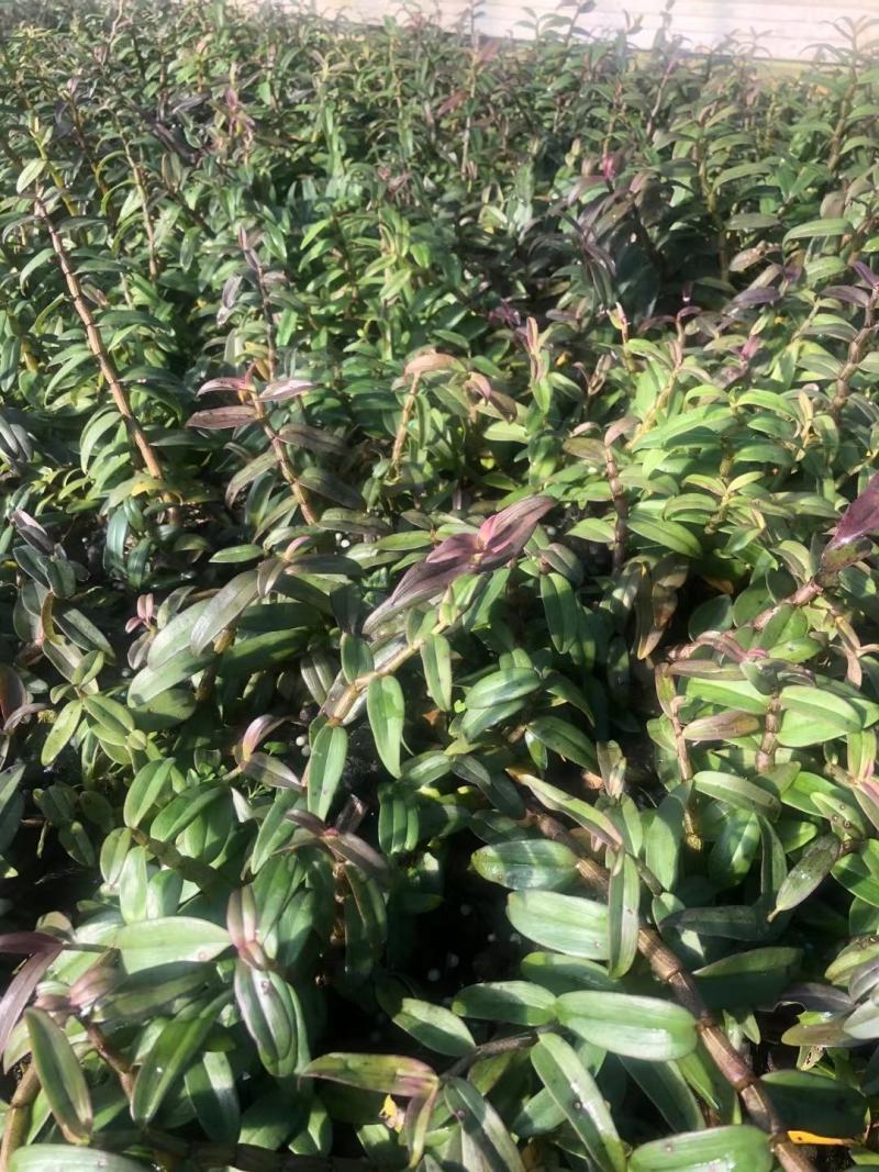 霍山铁皮石斛苗，石斛苗霍山米斛苗量大从优