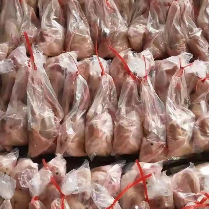 乳鸽老鸽，厂家现货全年大量供应，保质保量欢迎采购