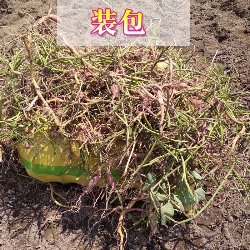 新鲜农家自种鸡蛋黄番薯黄肉粉糯甜红薯板栗薯黄心小红薯包邮