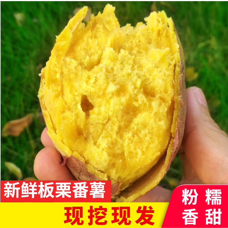 新鲜农家自种鸡蛋黄番薯黄肉粉糯甜红薯板栗薯黄心小红薯包邮
