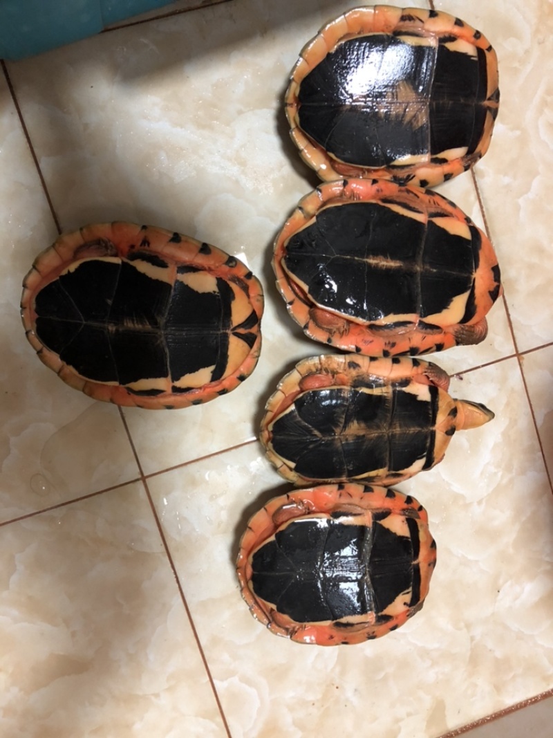 本养殖基地自家养殖人工孵化出的：金钱龟（各种规格都有）