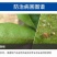 阿维螺螨酯阿维菌素螺螨酯防治红蜘蛛白蜘蛛卵若螨成螨
