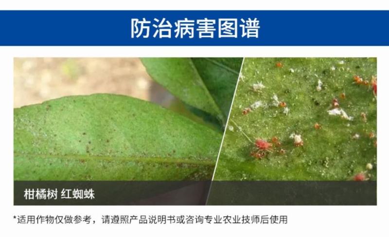 阿维螺螨酯阿维菌素螺螨酯防治红蜘蛛白蜘蛛卵若螨成螨