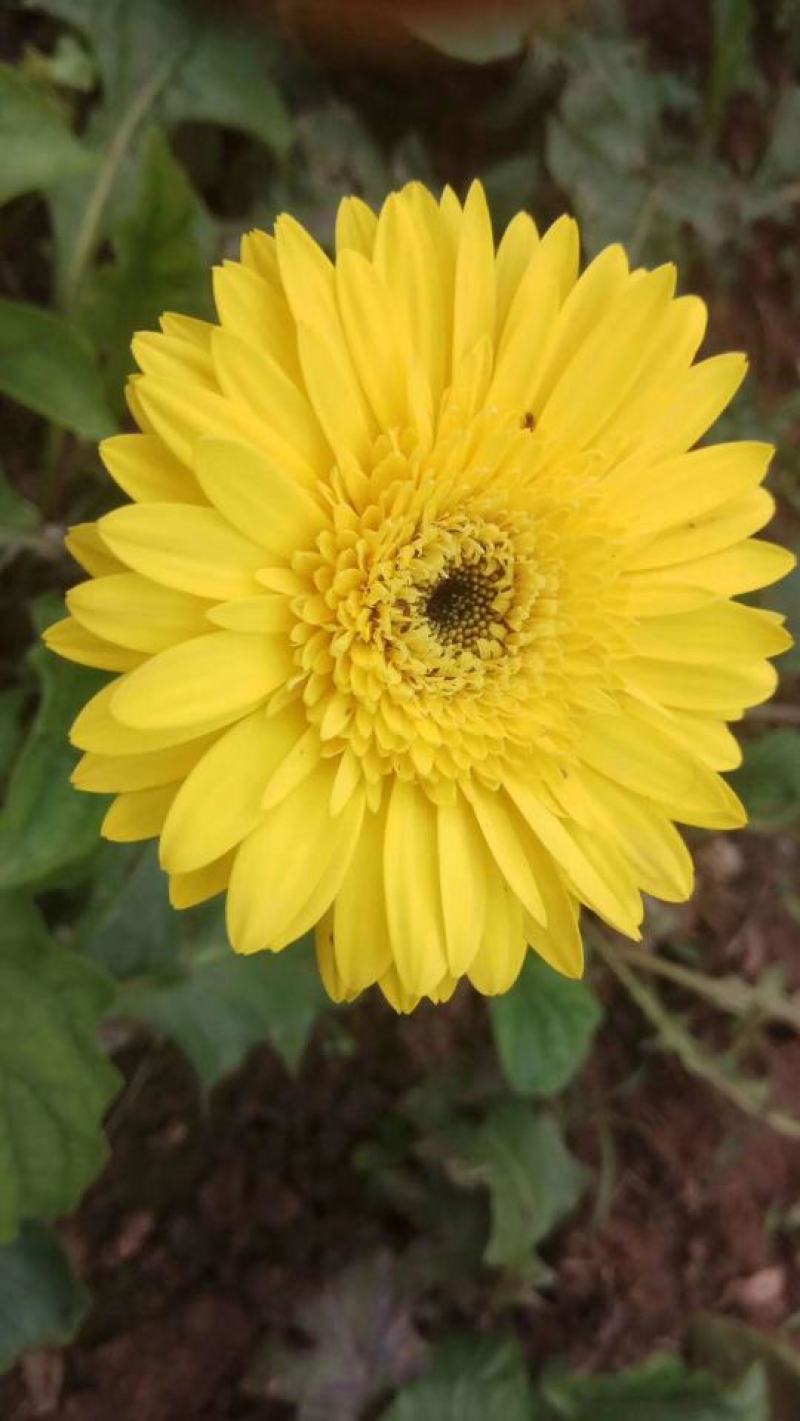 非洲菊种子高档花卉种子菊花种子庭院花海公园花卉品种