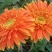 非洲菊种子高档花卉种子菊花种子庭院花海公园花卉品种