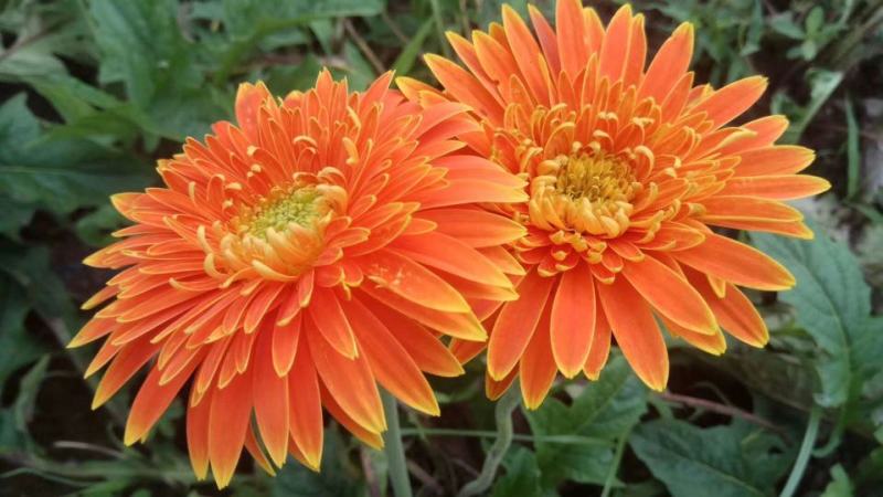 非洲菊种子高档花卉种子菊花种子庭院花海公园花卉品种