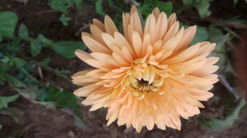 非洲菊种子高档花卉种子菊花种子庭院花海公园花卉品种