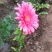 非洲菊种子高档花卉种子菊花种子庭院花海公园花卉品种