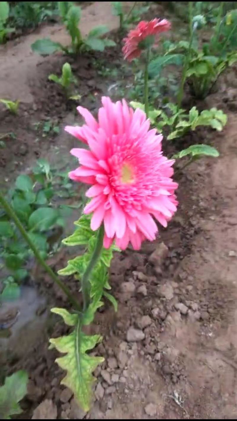 非洲菊种子高档花卉种子菊花种子庭院花海公园花卉品种