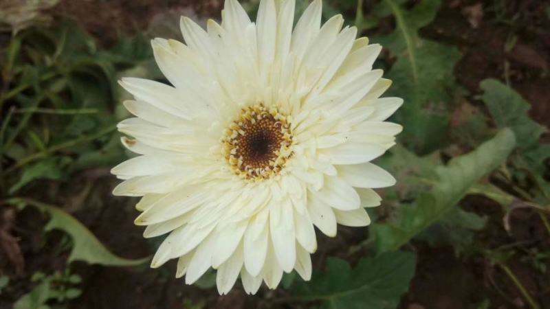 非洲菊种子高档花卉种子菊花种子庭院花海公园花卉品种