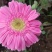 非洲菊种子高档花卉种子菊花种子庭院花海公园花卉品种