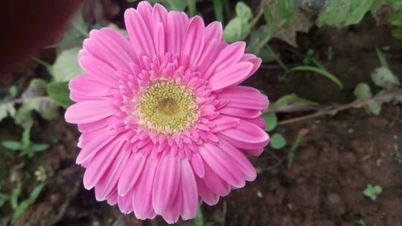 非洲菊种子高档花卉种子菊花种子庭院花海公园花卉品种