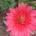 非洲菊种子高档花卉种子菊花种子庭院花海公园花卉品种