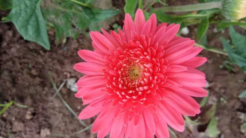 非洲菊种子高档花卉种子菊花种子庭院花海公园花卉品种