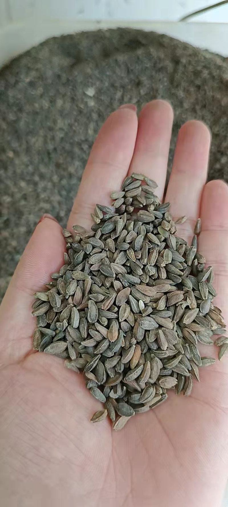 非洲菊种子高档花卉种子菊花种子庭院花海公园花卉品种
