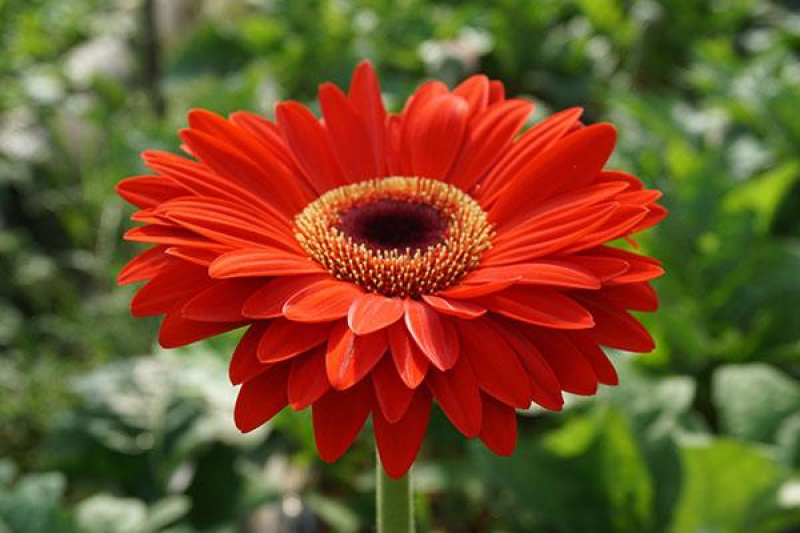 非洲菊种子高档花卉种子菊花种子庭院花海公园花卉品种