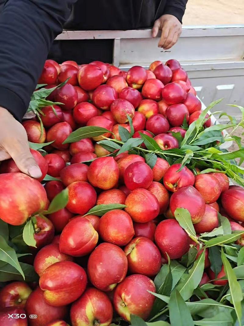 山东大棚油桃，四月份大量现货供应，黄心油桃全国发货